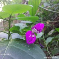 Dicliptera foetida (Forssk.) Blatt.